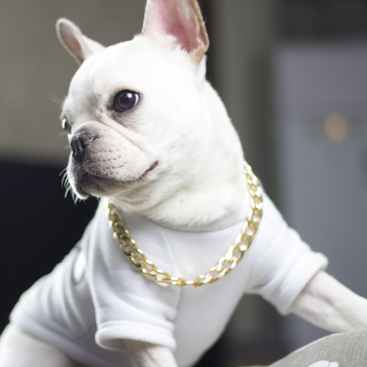 Dog metal big gold chain