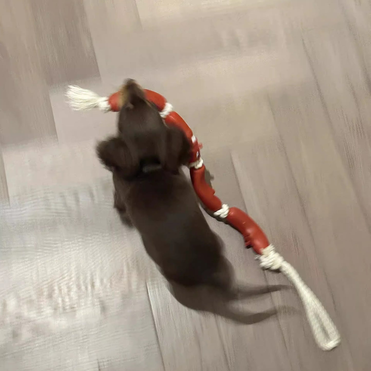 Dog Hand Holding Rope A Bunch Of Big Sausage