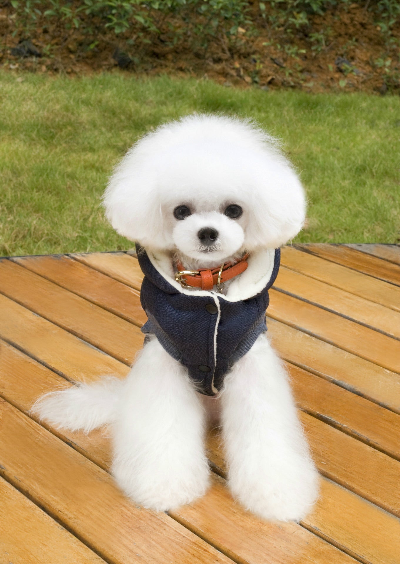 Teddy Pet Clothing Two-leg Cotton-padded Clothes