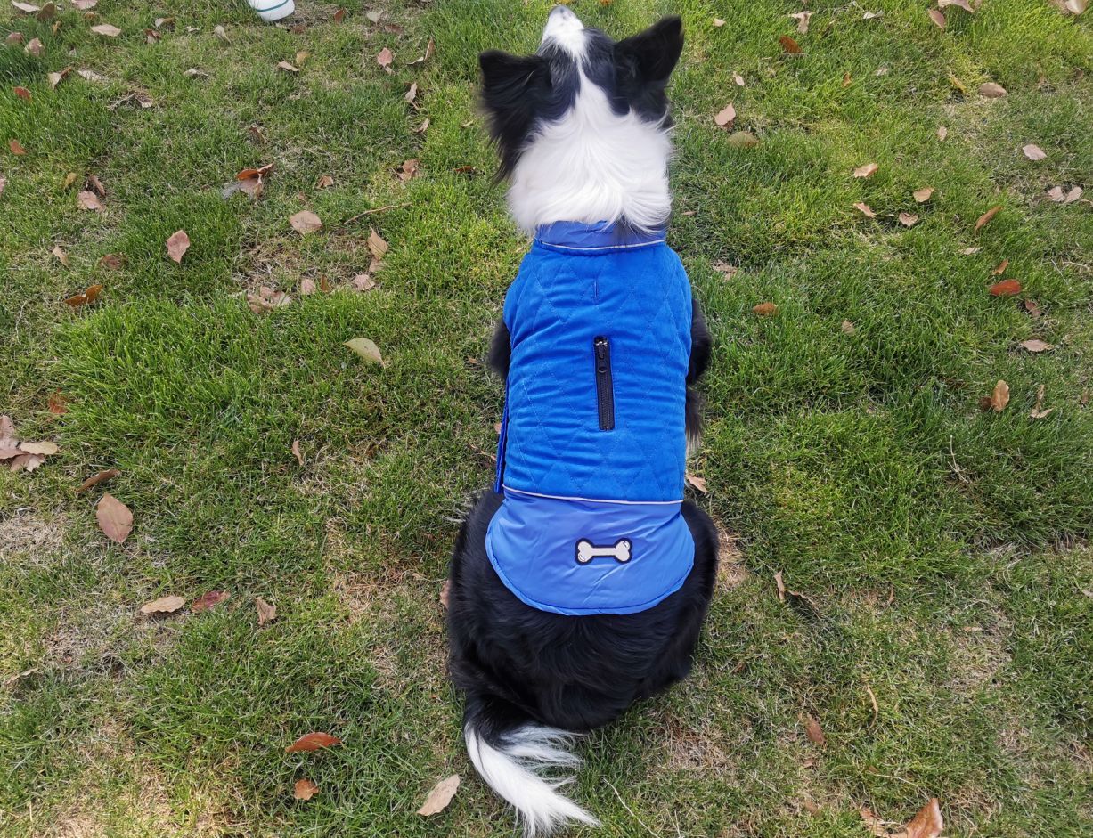 Fashion Autumn And Winter Outdoor Dog Clothes