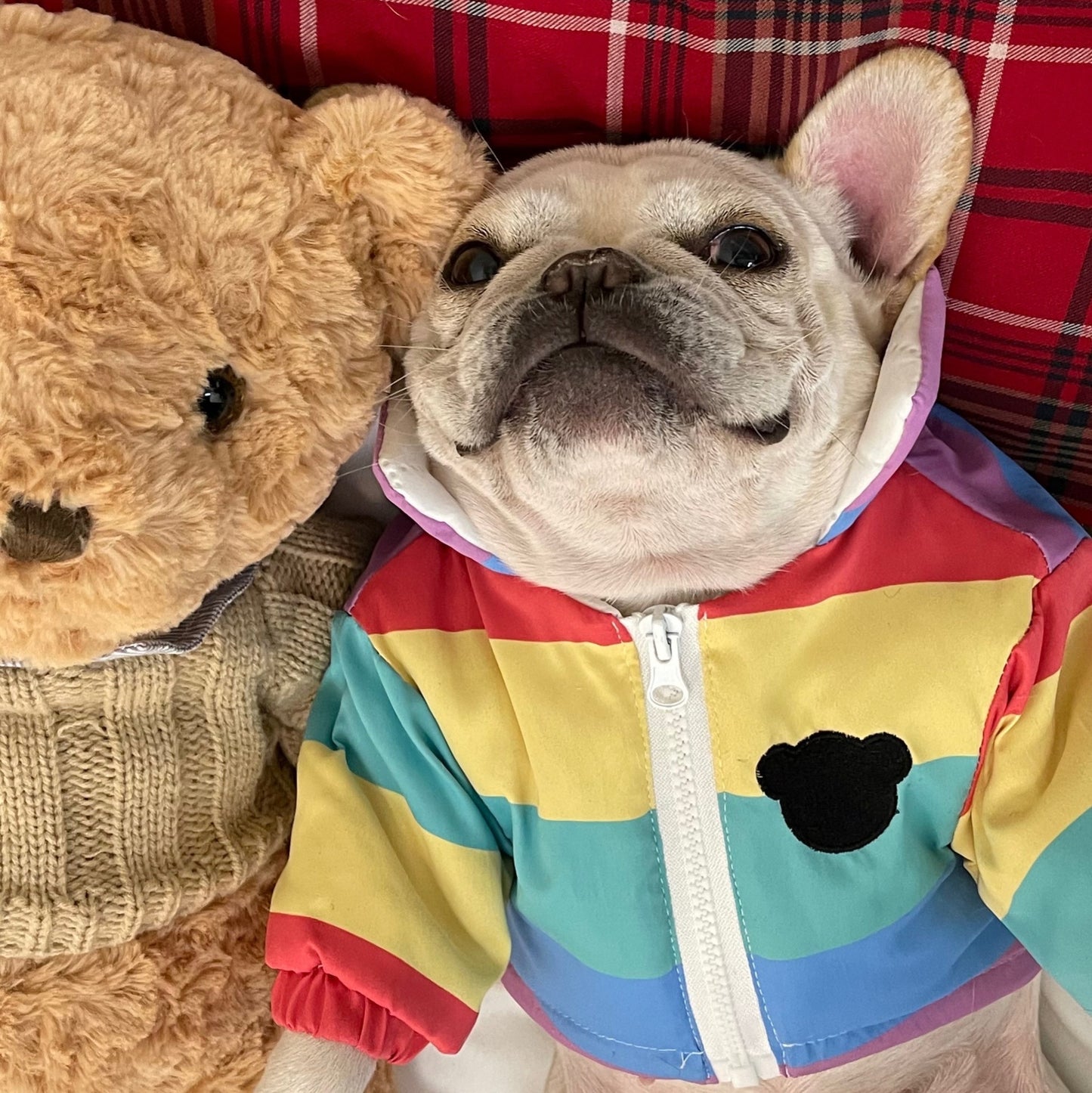 Pet Clothes Fighting Pug Schnauzer Teddy
