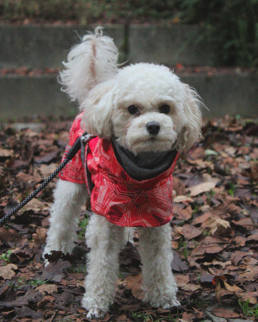 New Autumn And Winter Quilted Snow Warm Waterproof Large Dog Cotton Jacket Coat Jacket