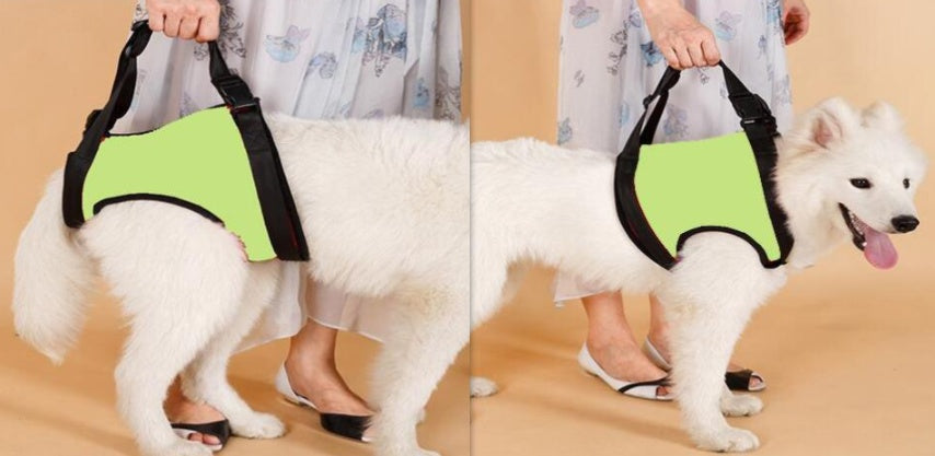 Old Disabled Golden Retriever Dog Pet Auxiliary Strap