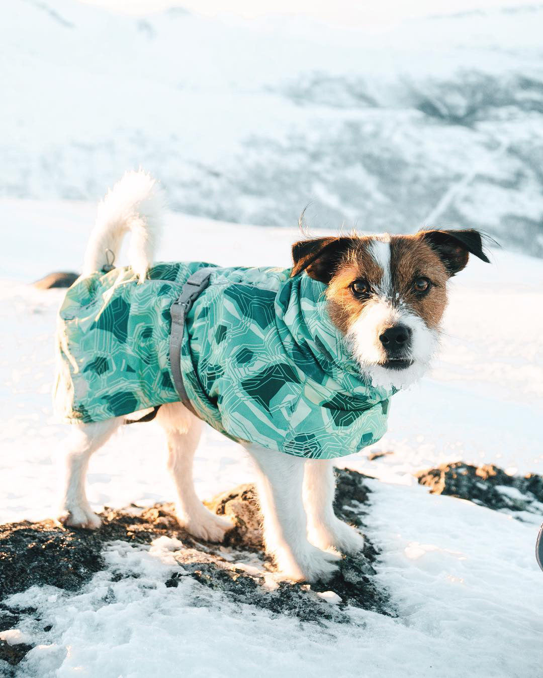 New Autumn And Winter Quilted Snow Warm Waterproof Large Dog Cotton Jacket Coat Jacket